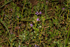 Lythrum rotundifolium image