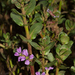 Lythrum rotundifolium - Photo 由 Bart Wursten 所上傳的 (c) Bart Wursten，保留部份權利CC BY-NC