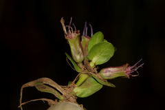 Lythrum rotundifolium image