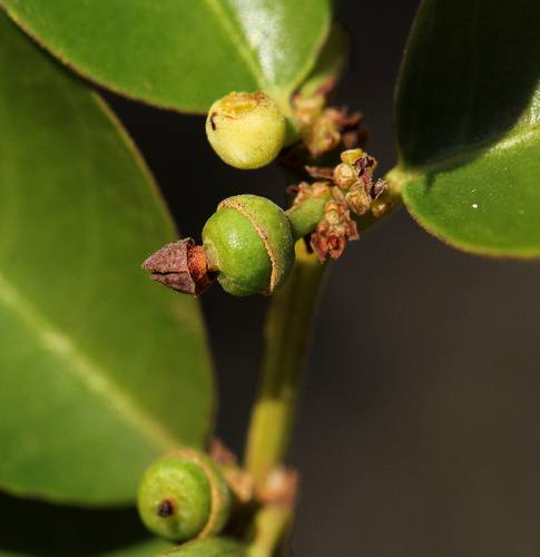 Scutia myrtina image