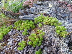 Saxifraga bronchialis funstonii