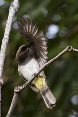 Pycnonotus goiavier