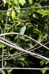 Merops viridis