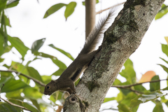 Callosciurus notatus