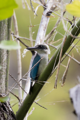 Todiramphus chloris