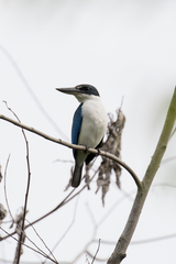 Todiramphus chloris