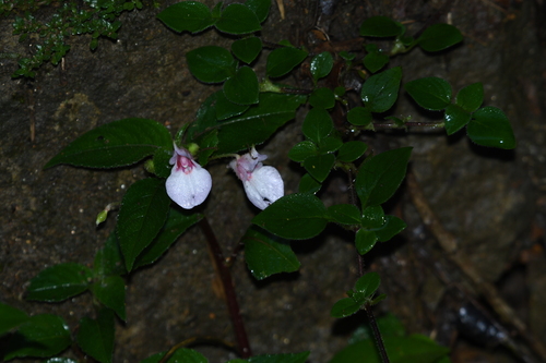 Impatiens truncata observed 2026-04-03