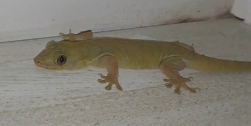 Gehyra oceanica observed 2026-04-10