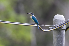 Todiramphus chloris