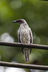 Aplonis panayensis