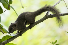 Callosciurus notatus