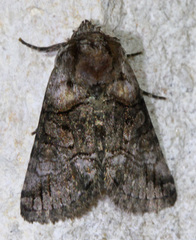 Abrostola microvalis