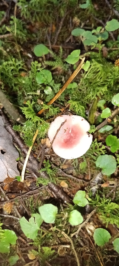 Russula roseopileata · April 2026 · photo: © ekojeo (iNaturalist, cc-by)