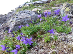 Campanula stenocarpa