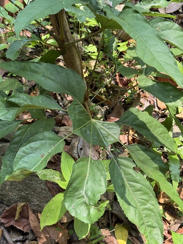 Trevesia palmata