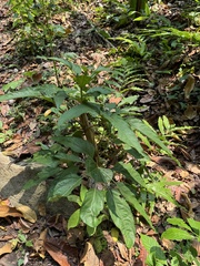 Trevesia palmata, photograph (c) chrisdt, some rights reserved (CC BY)