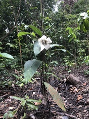 Rothmannia macrophylla