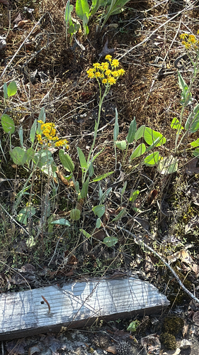 woolly ragwort (Packera dubia)