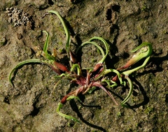 Coleanthus subtilis