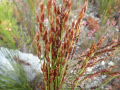 Elegia hookeriana