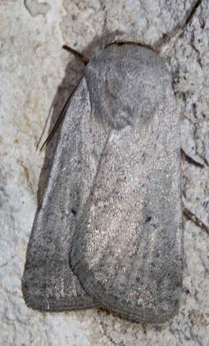 Anicla digna Morrison, 1875