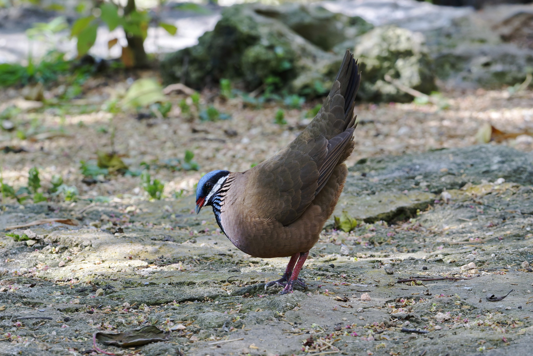 Blue-headed Quail-Dove (Starnoenas cyanocephala), photo 3