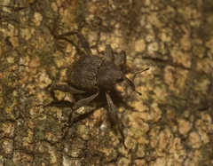 Onidistus araneus