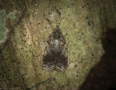 Polylopha epidesma