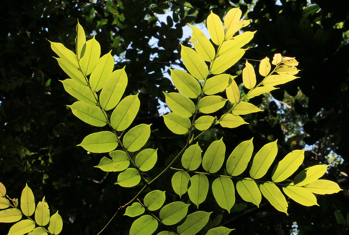 Pterocarpus soyauxii