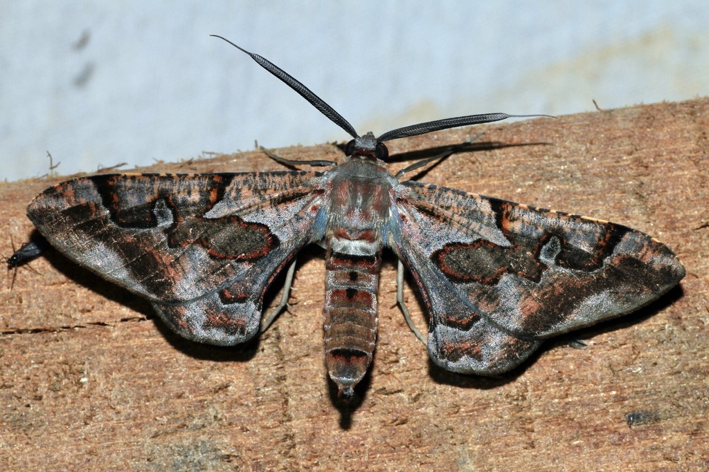 Hypochrosis binexata