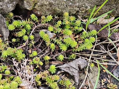 Tasteless Stonecrop (Sedum sexangulare)