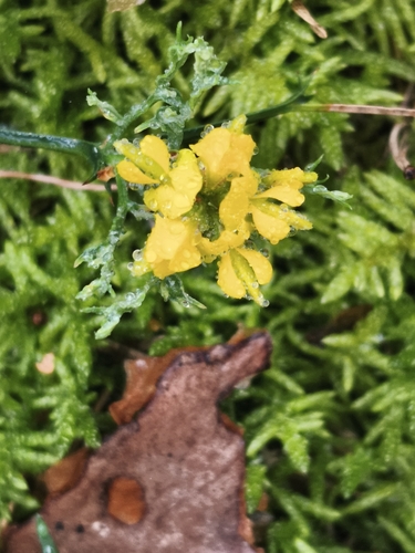 Prickly broom (Genista tridentata)