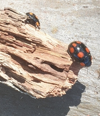 Paropsisterna sexpustulata