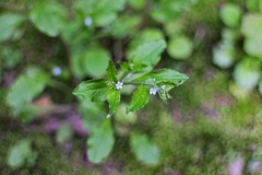 Bothriospermum chinense