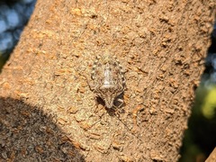 Rhaphigaster nebulosa