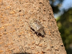 Rhaphigaster nebulosa