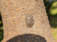 Rhaphigaster nebulosa