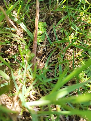 Western Honey Bee