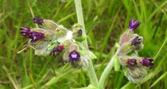 Anchusa undulata