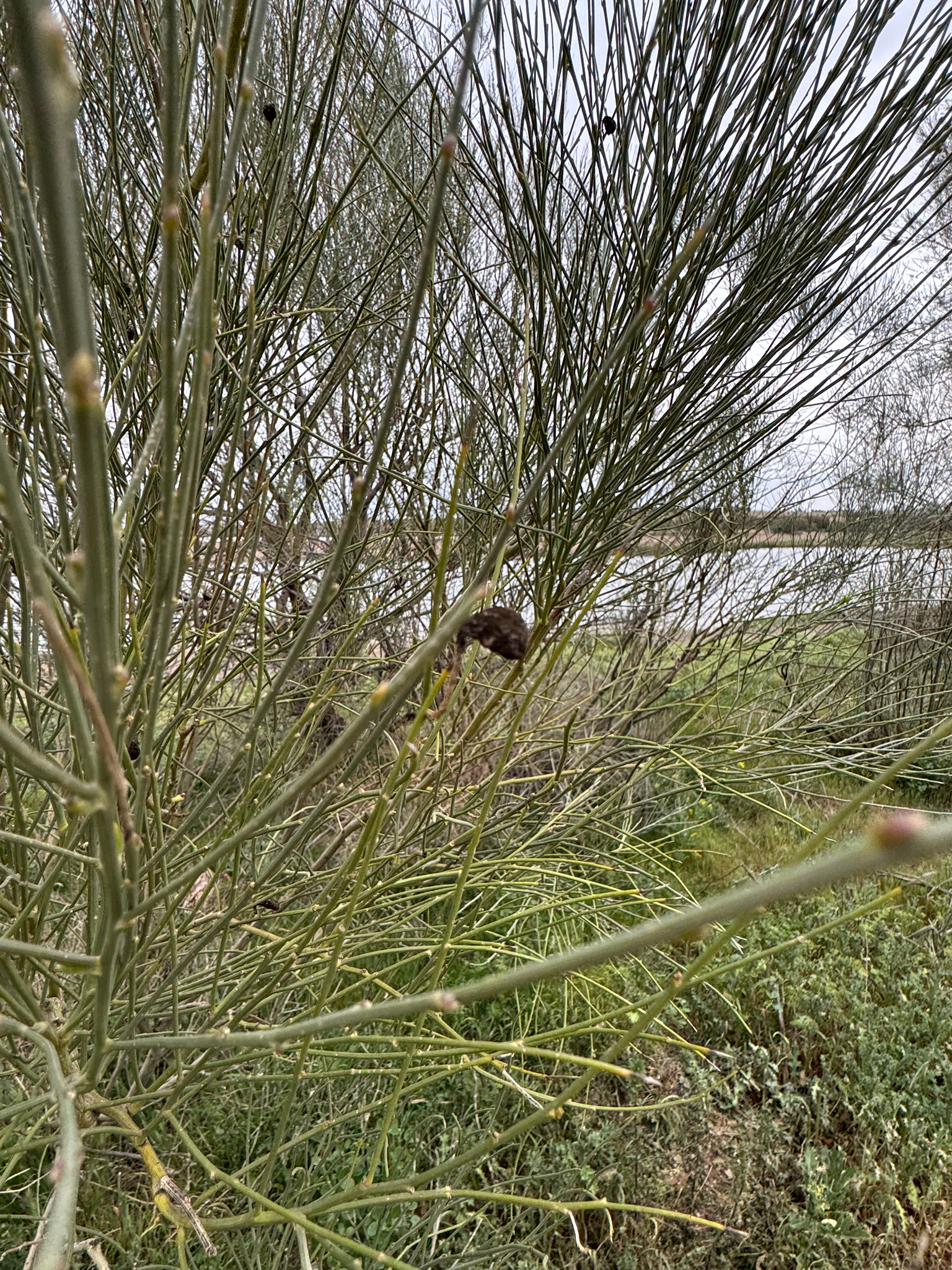 Retama Sphaerocarpa (Retama sphaerocarpa)