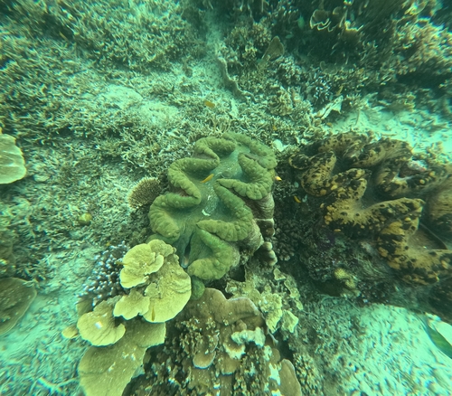 Tridacna gigas