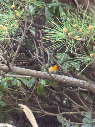 Narcissus Flycatcher (Ficedula narcissina)
