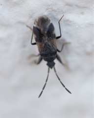 Taphropeltus contractus