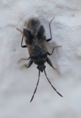 Taphropeltus contractus