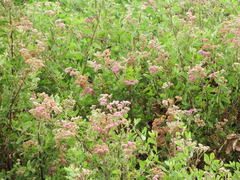 Tessaria integrifolia