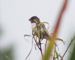 Sporophila telasco