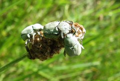 Hoplia parvula