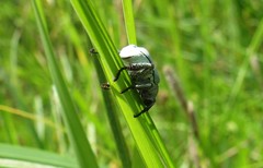 Hoplia parvula