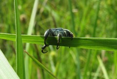 Hoplia parvula