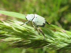 Hoplia parvula